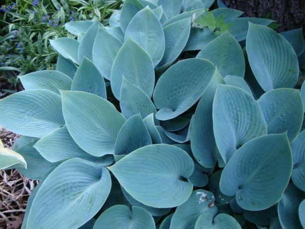 mavi-mavi-gri yapraklar Halcyon (Fotoğraflı Çeşit barındıran: https://garden.org/)