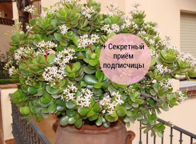 Para ağacı (Crassula, Crassula) - popüler bir houseplant. Ama nadiren evde açan. yazı için Fotoğraf internetten alınır