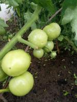 Yağışlı dönemde açık yerde domates hazırlayın. domates çalılar ile ne