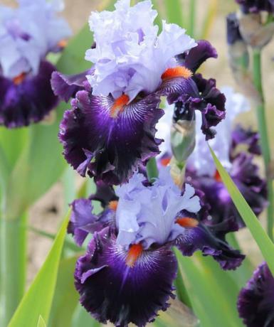 Güzel çiçek çeşitliliği sakallı iris