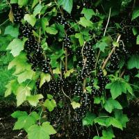 Budama blackcurrant "In Michurin":% 35 daha fazla hasat