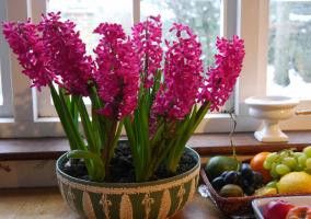 Neodnorazovy: mutlu sahipleri Hyacinth'in. 3 nasıl çiçeklenme sonrası korumak için çiçek ve sevindirdi