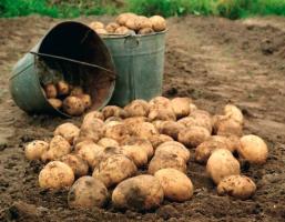 Patates büyük ve Temmuz ayında soyunma lezzetli olacaktır ✔