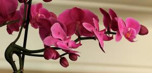 Nasıl orkideler için sarımsak karışımı pişirmeye