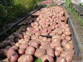 Her yıl olduğu gibi 800 kg toplamak için. yüzlerce patates