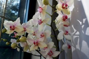 Phalaenopsis çiçekli uyarmak için 3 yolu