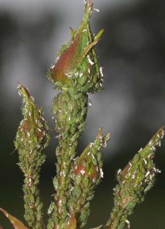 vücut yaprak bitlerinin uzunluk - genellikle en fazla 5 mm, ancak zor değil ihbar etmek haşere kolonisi