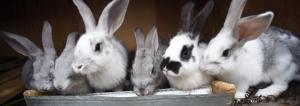 Katta Tavşanlar: içeriğe en ucuz ve en kolay yolu