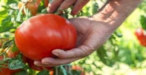 Nasıl lezzetli ve lezzetli domates büyümek ve ne onların tat ve aromasını belirler etmek.