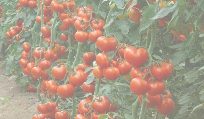Zengin domates ekin. İnternetten Foto