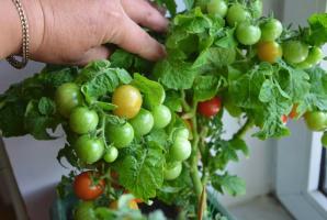 Neden daha iyi pencere üzerinde domates ve salatalık büyümek