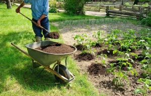 Bahçede Organik Gübre: kimya olmadan 5 en iyisi