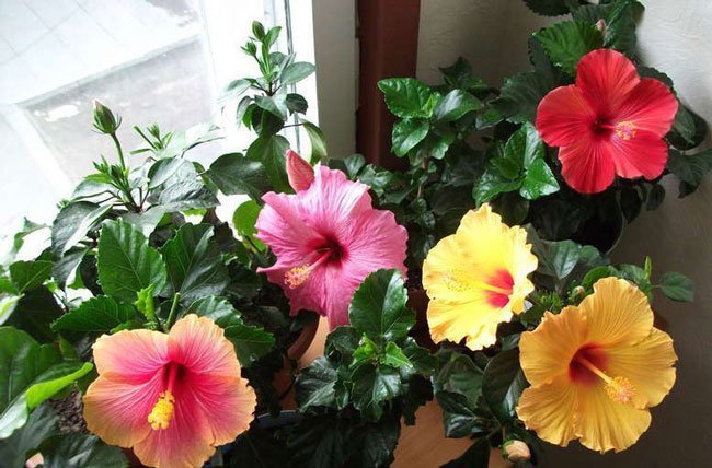 Hibiscus pencere üzerinde çiçek açan. İnternetten Foto