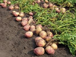 Ağustos ayında ikincisi bakımı ve beslenmesi: büyük ve lezzetli patates için kavgada