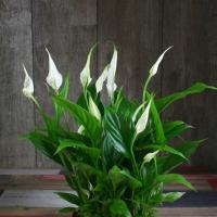 Minyatür Spathiphyllum Strauss: bakım kuralları