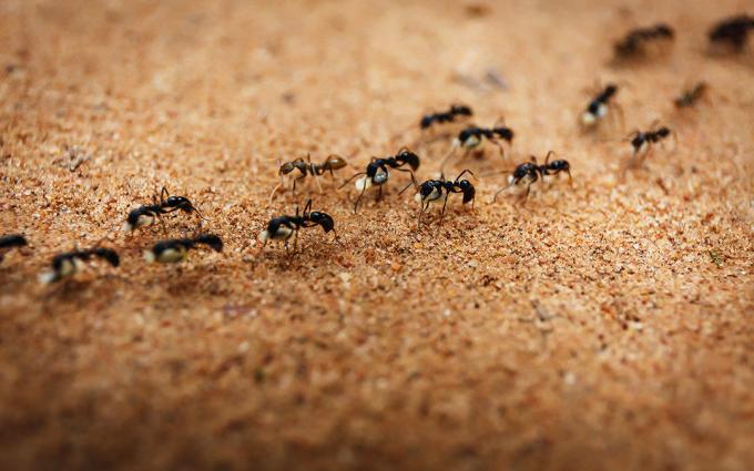 tuzla uzaklaştırır karıncalar | ZikZak