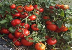 Çeşitli domates Benzersiz - Moğol cüce. Görülmemiş verimlilik birçok bahçıvanlar tarafından hayran olduğunu.