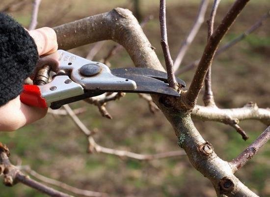 Pruner eski kollarının ile başa çıkmak için genç ince dalları, içti siler. (