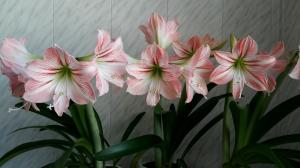 Hippeastrum ve Amaryllis: farklar bitkiler çarpıcı neler