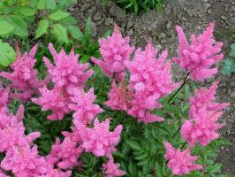 Mayıs - Güzel çiçekli Astilbe için yem zamanı