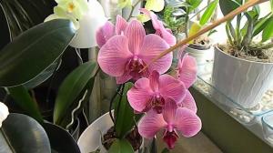 Orkide yetiştirme nemde