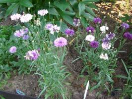 Lahanası olmadan Çiçek: flowerbed doğrudan saçmak ne