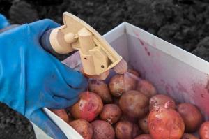 Hastalık ve zararlılara karşı ekimden önce patates yumrularının Tedavisi.