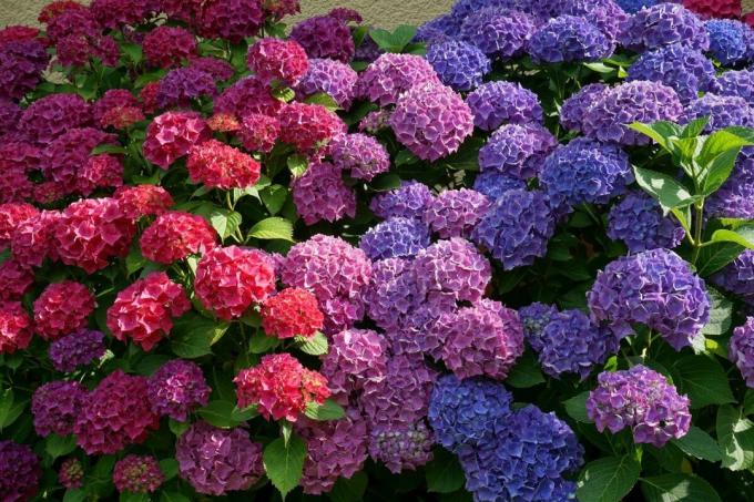 Her bahçıvan çalı doğal özelliklerinden yararlanarak, "boyalar" olmadan ortancaları rengini değiştirebilirsiniz