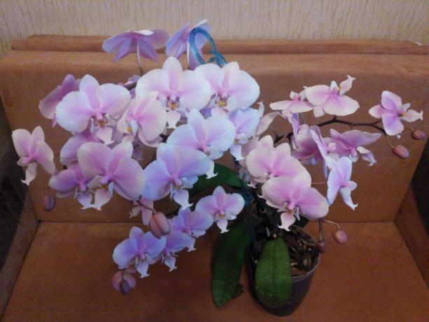 phalaenopsis Blooming. Fotoğraf: Sınıf arkadaşları