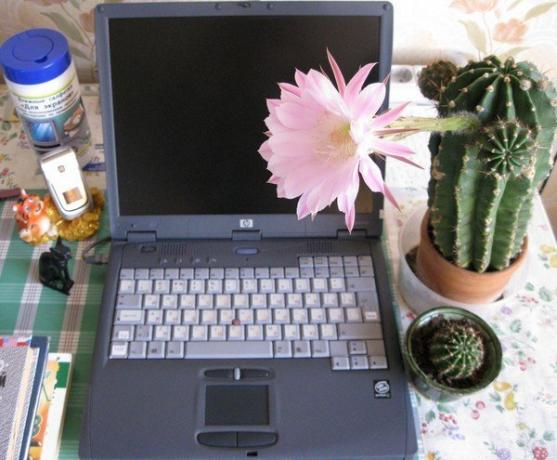 Bilgisayar başında Kaktüs. İnternetten Foto