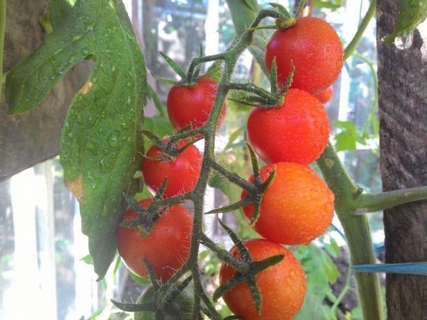 domates Olgunlaşma - görme acıyan gözler için! (Mojateplica.ru)