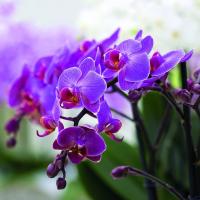 Phalaenopsis orkide ve ki Kasım yaygın nedir?