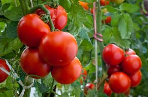 Ne şimdi bahçede domates için gereklidir