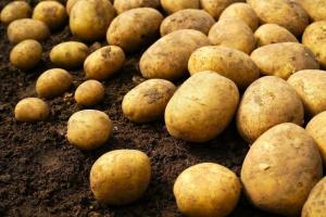 Patates depolamada artık çürüklüğü vardır. Sallantılı çim