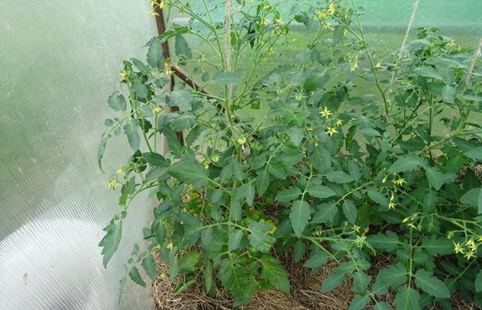 11 Haziran 2019, Kursk. İki burç mikoriza bir türdeki belirleyici ve pek farklılık olmadan domates.