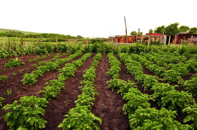 Patates için de, ekim nöbeti üstünlüğü | Bahçıvanlık & Çiçekçilik