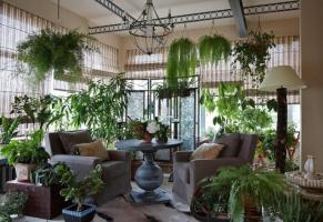 Orijinal olarak ve zevkle unutulmaz odaların iç yapım, evin bitkileri süsleyin. 6 tasarım fikirleri