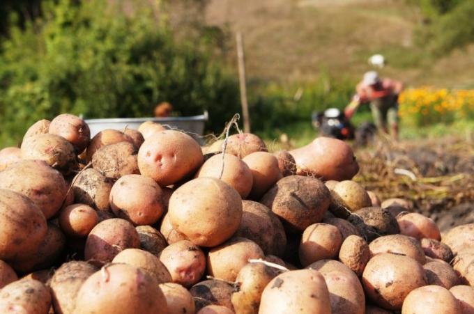agronomistlerini çatallar kullanarak tavsiye rağmen, her zamanki kürek patates kazmak