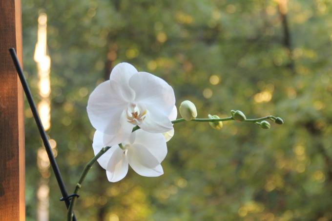 Benim beyaz phalaenopsis bu yaz satın aldıktan sonra ilk kez çiçek açtı. böylece arkadaşlarıyla kaybetmek değil ve paylaşımına, sosyal ağda yaptığı sayfadaki bir makale tutun!