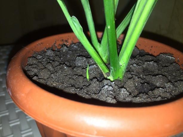 Benim küçük Spathiphyllum Kasım ayı ortasında büyümeye başladı