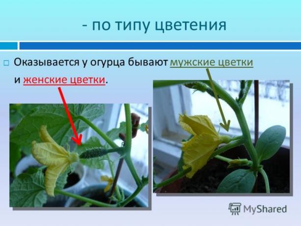 bir site myshared.ru açıklayıcı bir örneği