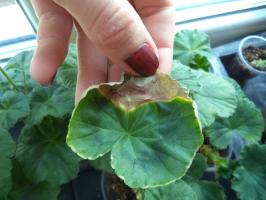 İlk 5 Pelargonium hastalıklar ve bunların tedavisi