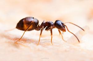 Karıncalar itibaren irmik sadece ek madde teslim