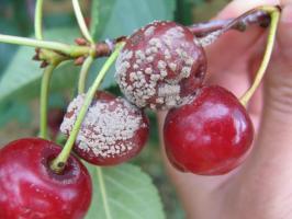 Meyve çürüklüğüne bahçeyi kurtarmak için nasıl