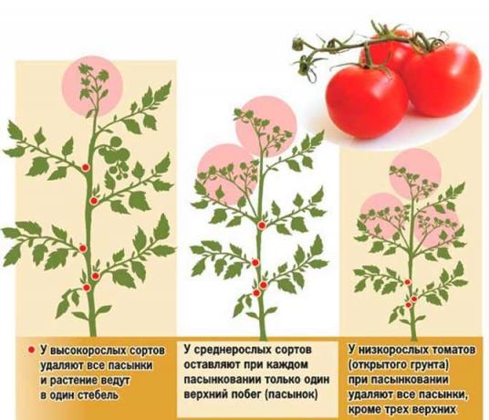 Pasynkovanie domates çeşitli planlar vardır | Kaynak fotoğraf my-fasenda.ru
