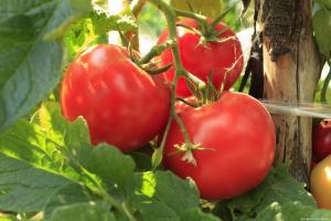 Hızlandırır domates olgunlaşma ve 2 kat onların hasat artırmak