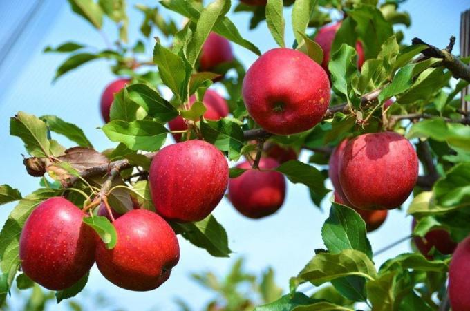 Ne elma ve erik meyve olmasaydı?
