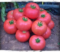 Büyük ve etli domates 5 çeşit