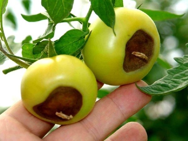 Tomateslerde apikal çürüme klasik bir örnek. Resimleri - liveinternet.ru
