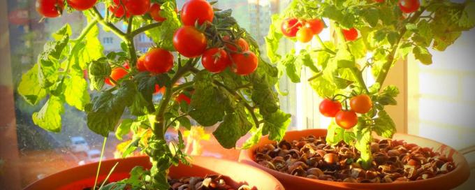 İyi bir meyve vermenin için saksı domates güneş çok ihtiyaç
